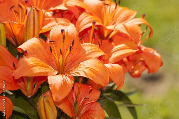 Obraz Asiatic Lillies in Bloom