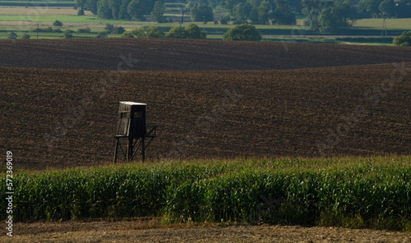Fototapeta Ambona polna