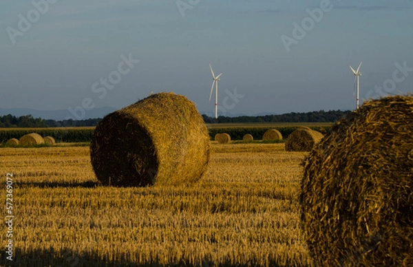 Fototapeta Rolnictwo 