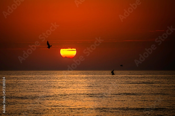 Fototapeta Wonderful red sunset behind some very light clouds and silhouettes of couple seagulls hovering in the air