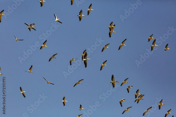 Obraz great white pelican migration