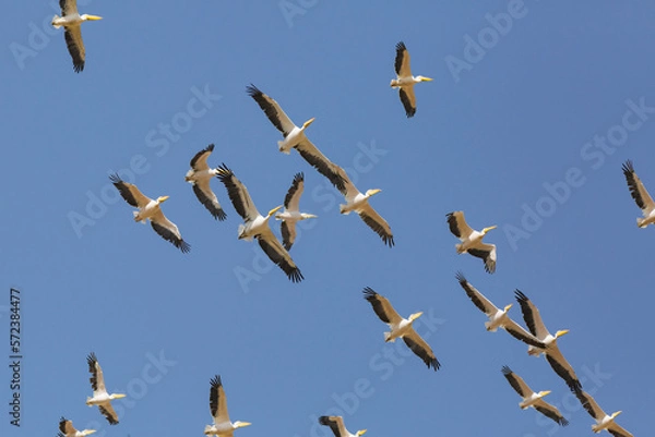 Obraz great white pelican migration