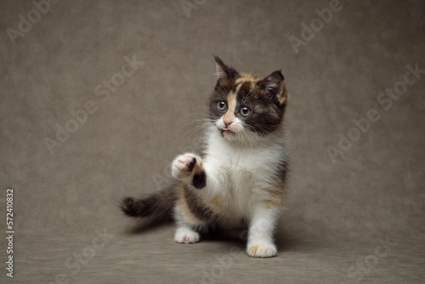Fototapeta A small kitten is having fun posing for the camera.