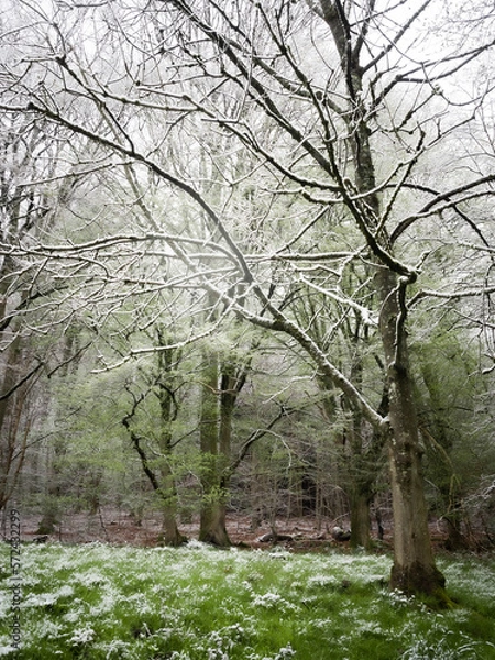 Fototapeta First spring green in a snowy forest