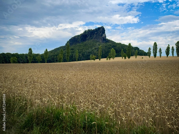 Fototapeta The Lilienstein in the Elbe Sandstone Mountains in Saxony. With grain field in the foreground.