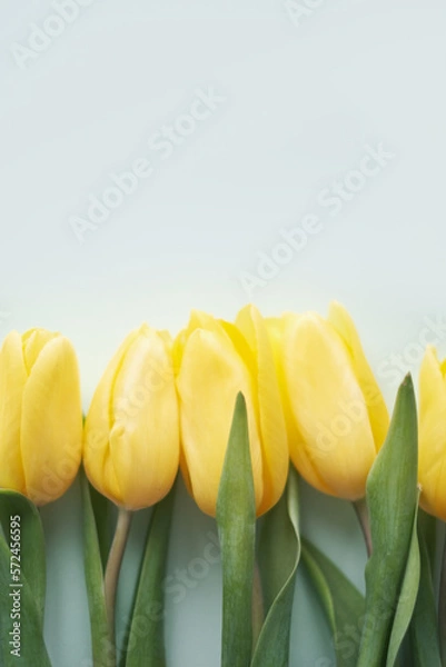 Fototapeta Flowers composition. Yellow tulip flowers on green background. Spring, summer concept