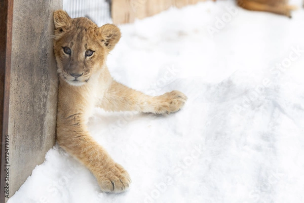 Obraz 壁にピッタリ子ライオン