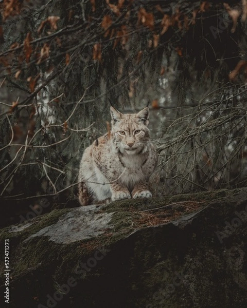 Fototapeta Luchs Portrait