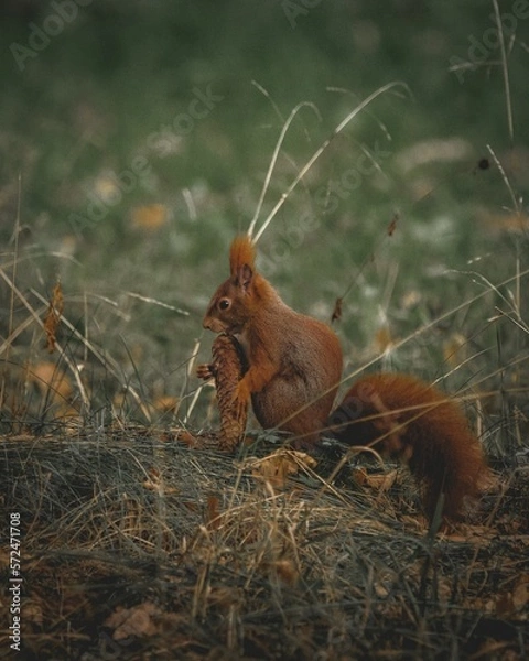 Fototapeta Eichhörnchen