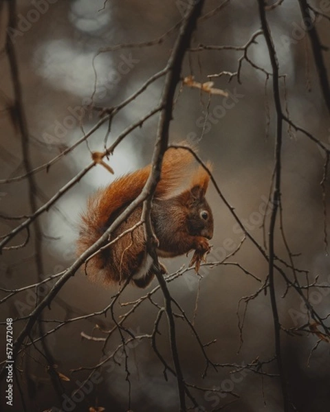 Fototapeta Eichhörnchen