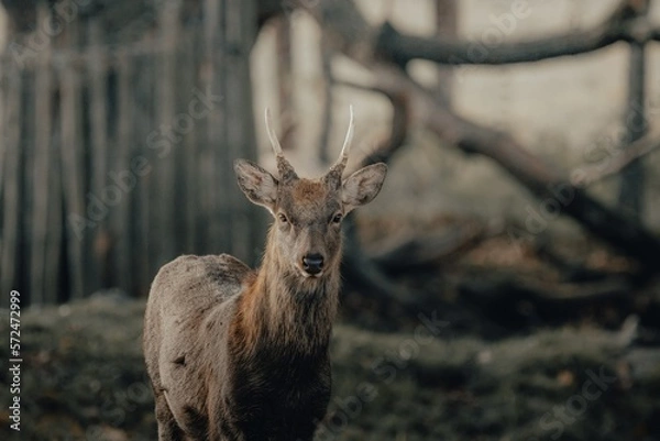 Fototapeta Hirsch