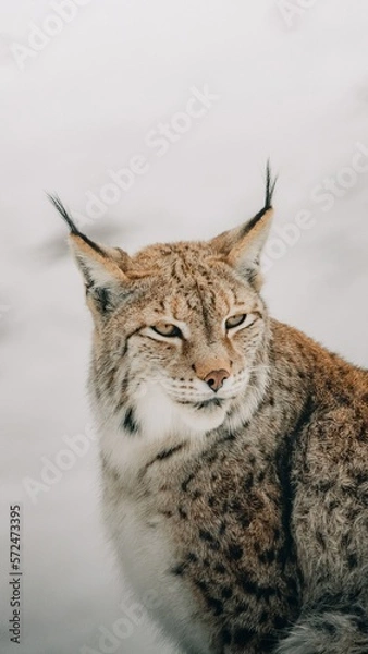 Fototapeta Luchs 