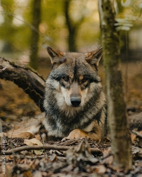 Fototapeta Wolf im Portrait