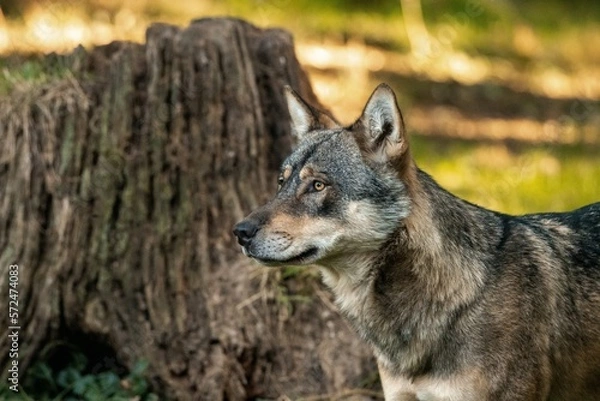 Fototapeta Wolf im Portrait