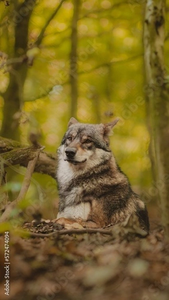 Fototapeta Wolf im Wald