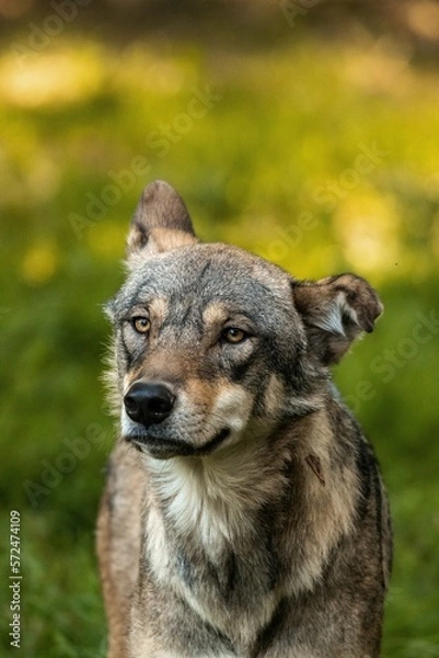 Fototapeta Freundlicher Wolf