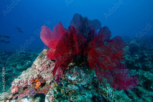 Obraz coral reef