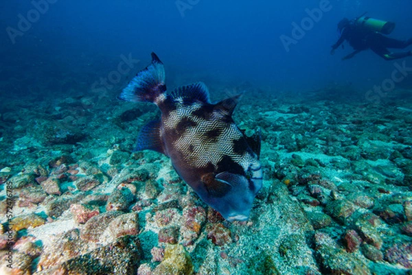 Obraz coral reef and fish