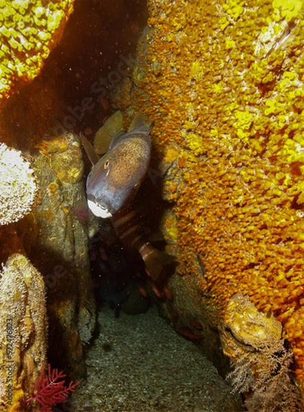 Obraz fish in aquarium