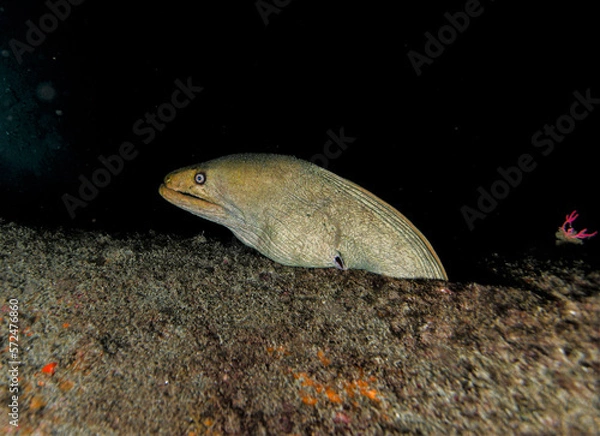 Obraz green sea turtle