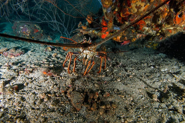 Obraz crab on the rock