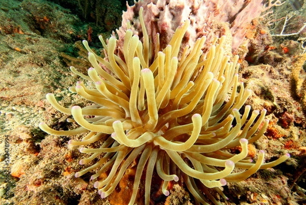 Obraz anemone 