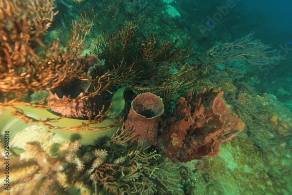 Obraz morena en arrecife 