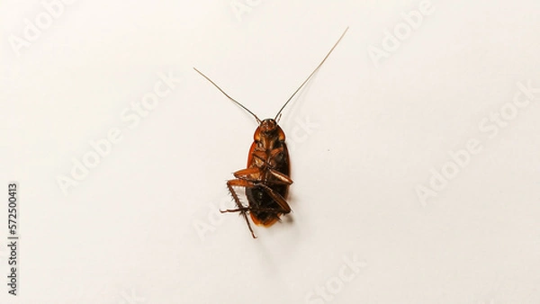 Fototapeta Dead Cockroach Insect Isolated on a White background
