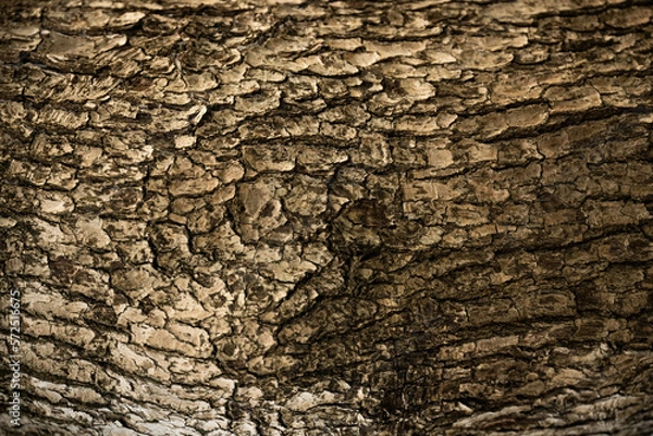Fototapeta 木の皮