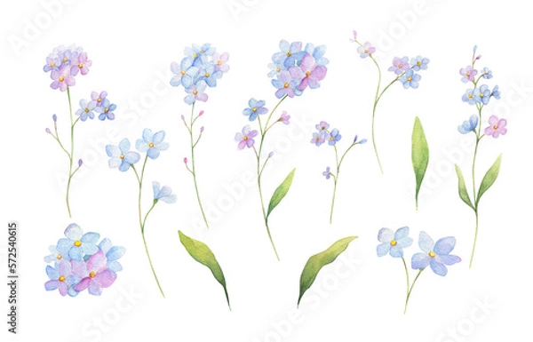 Fototapeta Forget-me-not watercolor set isolated on white background. Spring floral watercolor collection. 