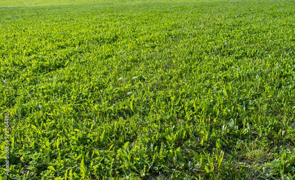 Obraz Green grass in summer