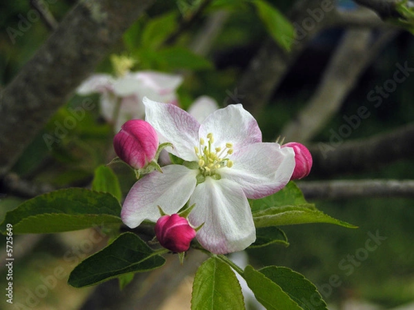 Obraz Apple blossoms