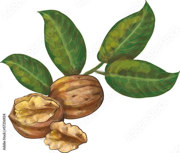 Obraz walnuss arrangement