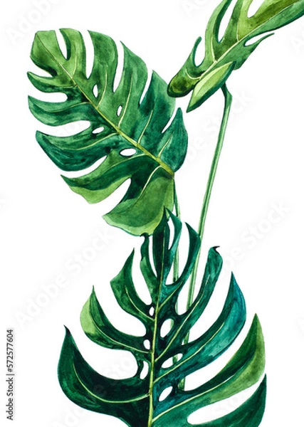 Obraz Green Monstera leaves on a white background. Monstera painted in watercolor. Wall art.