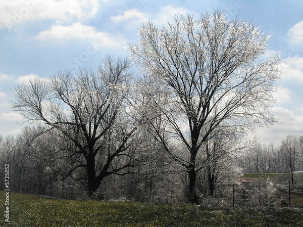 Obraz Ice covered trees