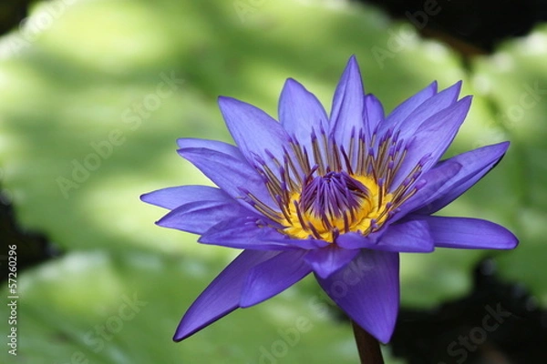 Fototapeta スイレン