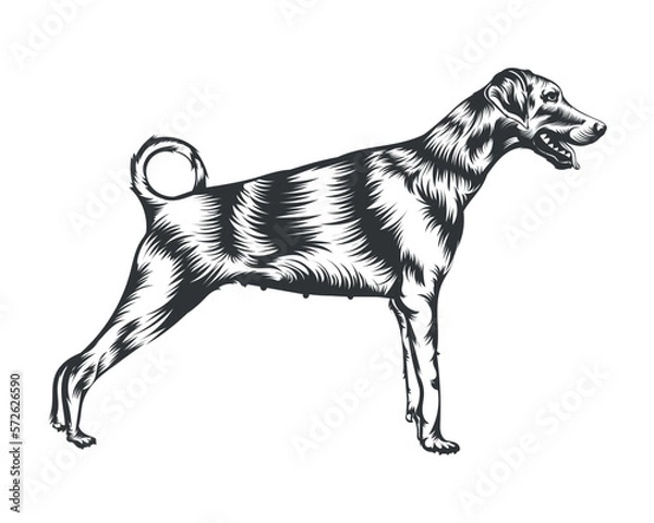 Obraz Dobermann Dog Breed Vector Illustration White Background