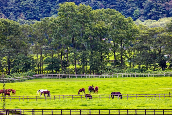 Obraz 放牧中のサラブレッド（北海道新冠町）