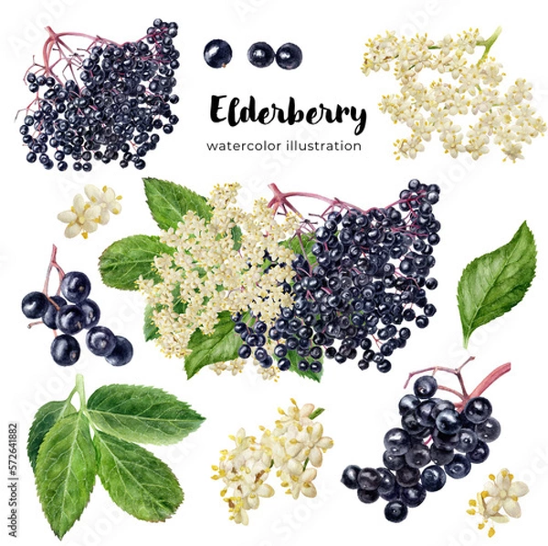 Fototapeta Hand drawn painting elderberry inflorescence set. Branches of elderberry flower blossom, berries and leaves isolated on white.