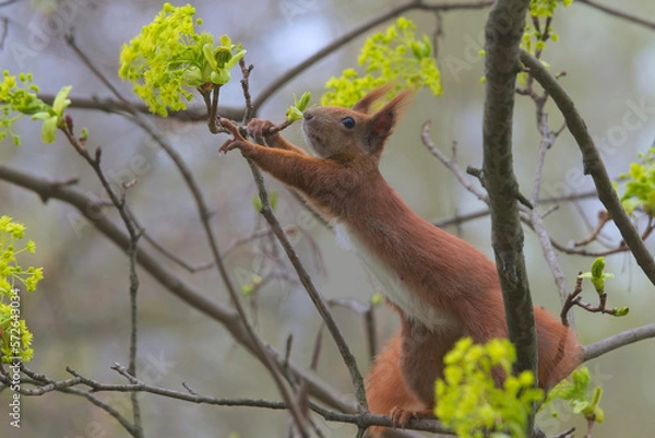 Fototapeta Akrobatka