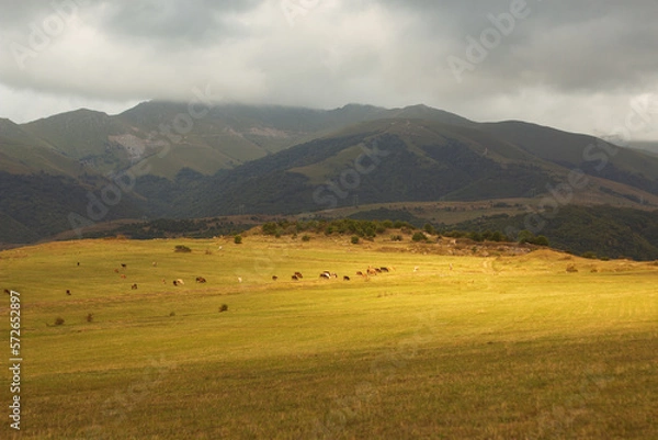 Obraz landscape with cows