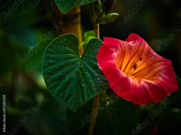 Obraz red and yellow flower