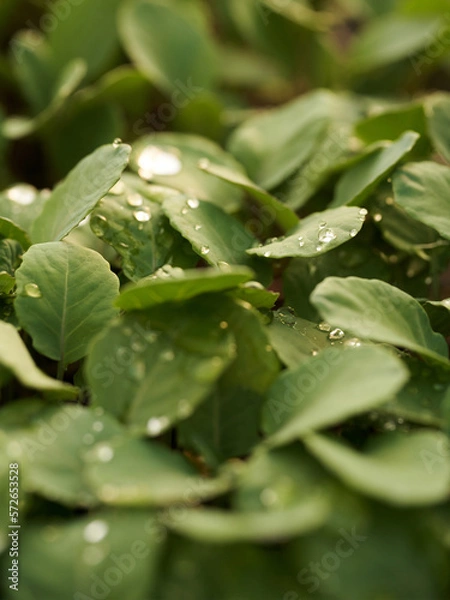 Obraz leaf with drops