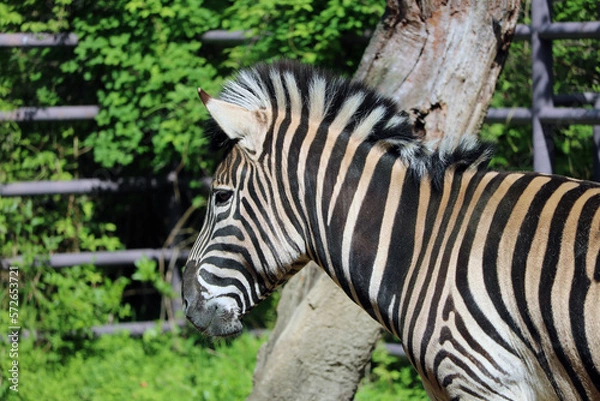 Fototapeta シマウマ