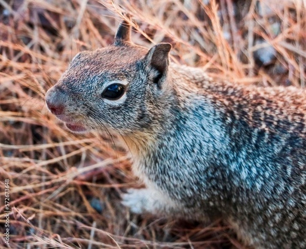 Obraz squirrel in the park
