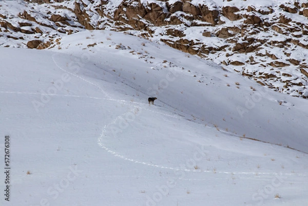 Fototapeta snow slope mountains and a dog barking