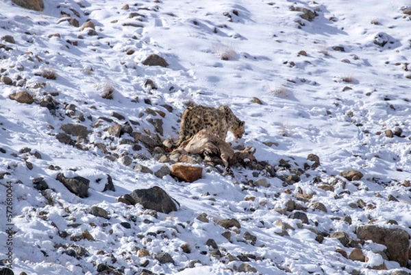 Fototapeta snow leopard eating ice