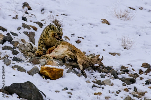 Fototapeta snow leopard after a hunt
