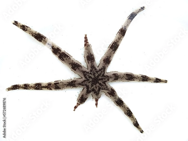 Obraz Starfish on a white background