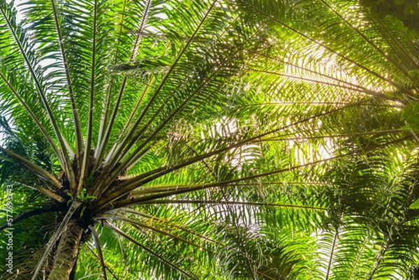 Obraz coqueiro em itacaré, brasil